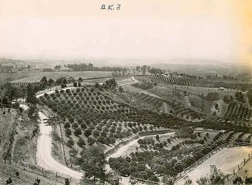 Kurrajong